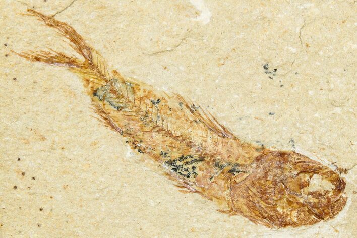 Cretaceous Fossil Fish - Lebanon #248402
